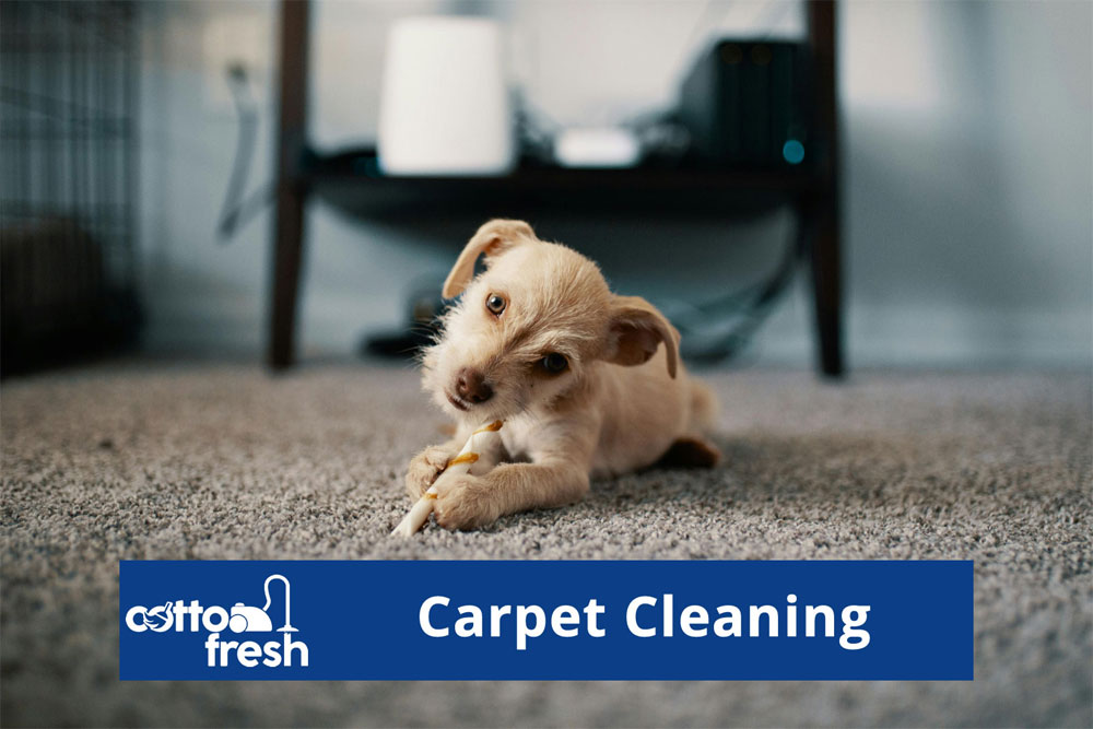 Carpet Cleaning